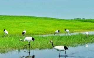 齐齐哈尔周边有哪些值得一游的景点？