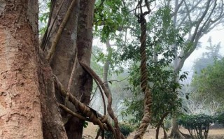 热带植物园自驾游怎么玩最尽兴？