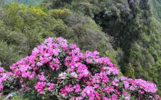 光雾山杜鹃花节怎么玩最尽兴？
