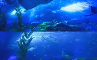 青岛海底世界自驾游怎么玩最尽兴？