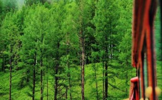 大兴安岭自由行怎么玩最尽兴？