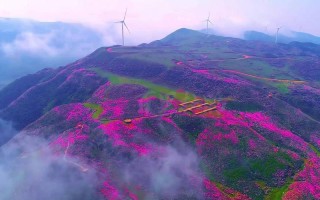 百里杜鹃草原自驾游怎么玩最尽兴？