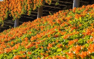 惠州有哪些值得一去花海景点？