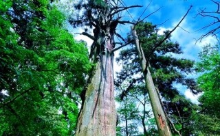 杭州天目山旅游景点怎么玩最省心？