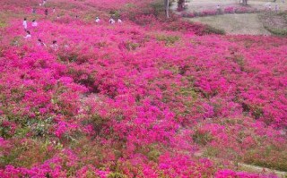 深圳有哪些绝美花海景点推荐？