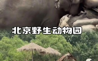 自驾游北京野生动物园怎么玩最尽兴？