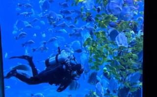 小梅沙海洋世界怎么玩最尽兴？