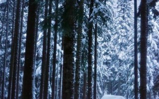 西雅图冬季旅游，有哪些必体验和避坑？