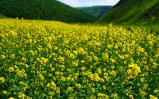 呼和浩特周边旅游景点一日游