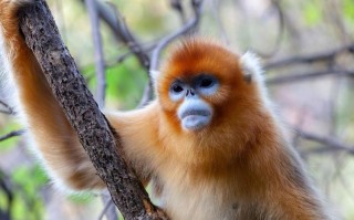 滇金丝猴公园二日自驾游怎么玩？