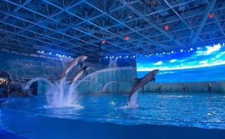 自驾游青岛极地海洋世界
