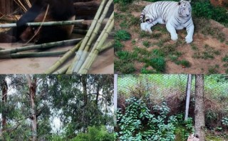 昆明野生动物园两日自驾游