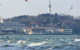 山东哪里能邂逅海鸥？