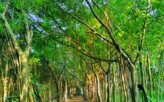 南沙湿地景区有哪些必游景点？