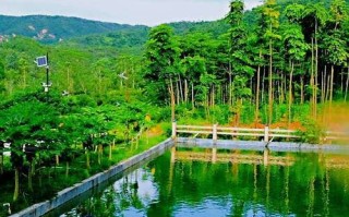 新会自由行怎么玩？必去景点和路线推荐