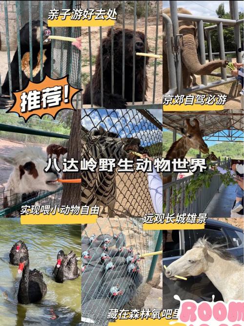 八达岭野生动物园自驾游，怎么玩才最尽兴？-第3张图片-星月文旅