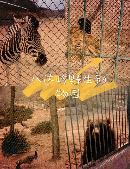 八达岭野生动物园自驾游，怎么玩才最尽兴？-第2张图片-星月文旅