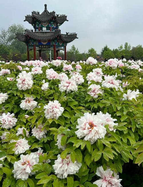 山东菏泽有什么好玩的旅游景点-第1张图片-星月文旅 山东菏泽有什么好玩的旅游景点-第1张图片-星月文旅