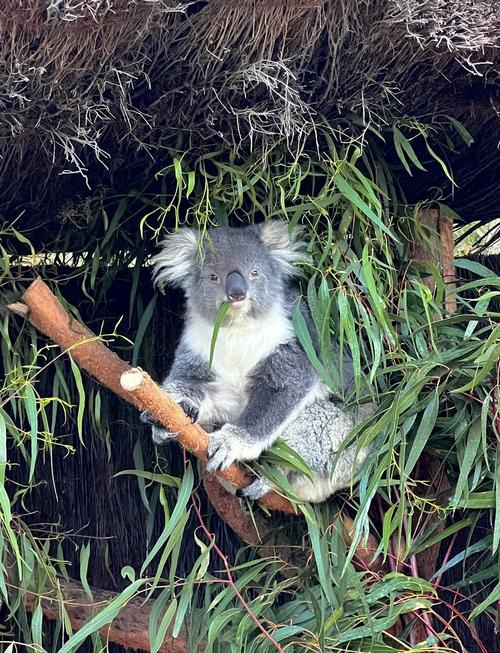 墨尔本旅游攻略全在这？必去景点有哪些？-第3张图片-星月文旅