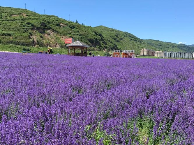 包头薰衣草庄园,包头必游景点有哪些?-第1张图片-星月文旅 包头薰衣草庄园,包头必游景点有哪些?-第1张图片-星月文旅
