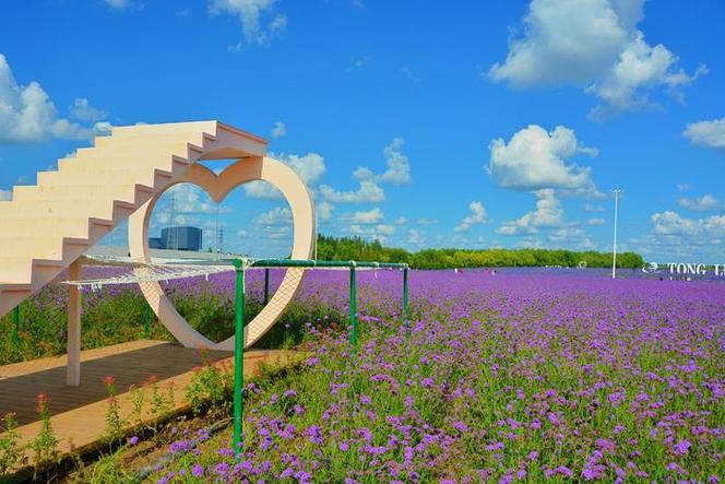 包头薰衣草庄园，包头必游景点有哪些？-第3张图片-星月文旅