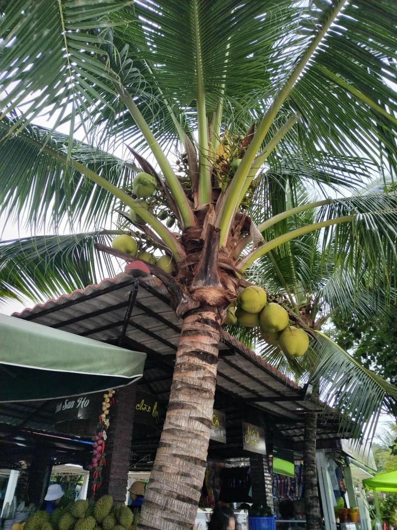 2025芽庄跟团怎么选？最全攻略避坑指南！-第2张图片-星月文旅