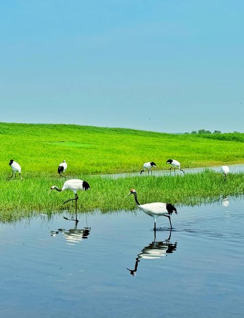 齐齐哈尔热门旅游景点有哪些?-第1张图片-星月文旅 齐齐哈尔热门旅游景点有哪些?-第1张图片-星月文旅