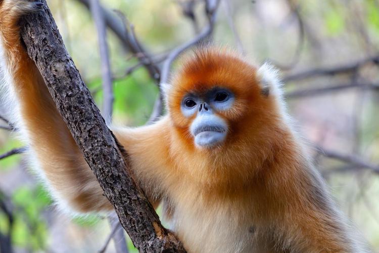 滇金丝猴公园二日自驾游怎么玩?-第1张图片-星月文旅 滇金丝猴公园二日自驾游怎么玩?-第1张图片-星月文旅