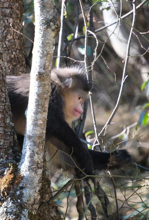 滇金丝猴公园二日自驾游怎么玩？-第2张图片-星月文旅