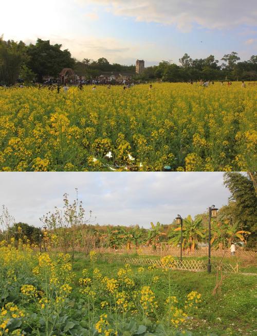 深圳油菜花地具体位置在哪？-第3张图片-星月文旅