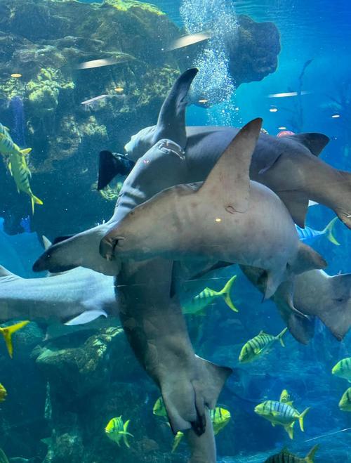 青岛海底世界自驾游怎么玩？-第3张图片-星月文旅