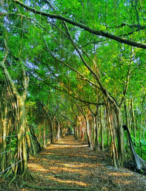南沙湿地景区有哪些必游景点?-第1张图片-星月文旅 南沙湿地景区有哪些必游景点?-第1张图片-星月文旅