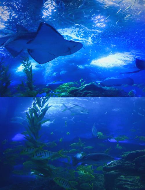 青岛海底世界自驾游怎么玩最尽兴？-第1张图片-星月文旅