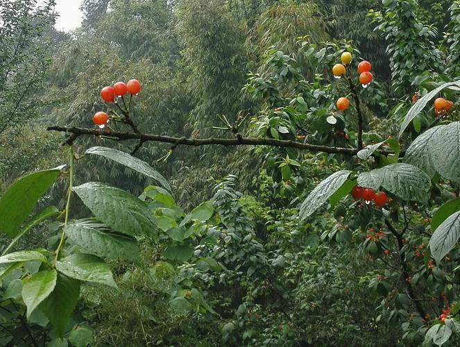 樱桃山旅游攻略怎么玩最尽兴？-第2张图片-星月文旅