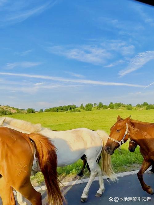 北戴河草原怎么玩?攻略有哪些必去景点?-第1张图片-星月文旅 北戴河草原怎么玩?攻略有哪些必去景点?-第1张图片-星月文旅