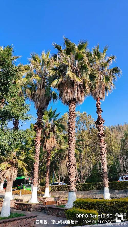 2025春节自驾云南路线怎么选？-第3张图片-星月文旅