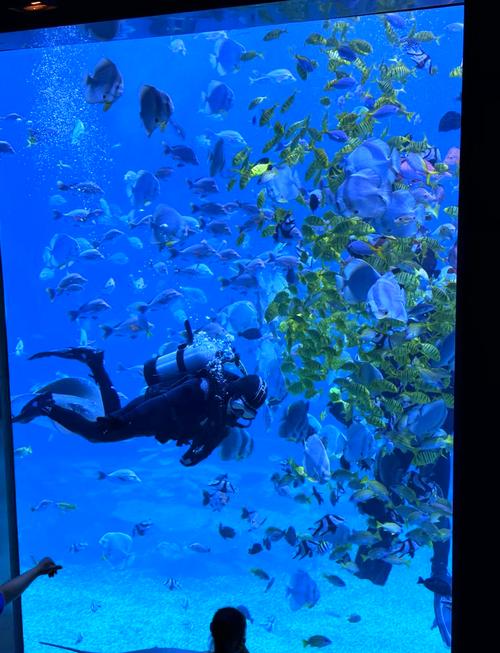 小梅沙海洋世界怎么玩最尽兴？-第1张图片-星月文旅