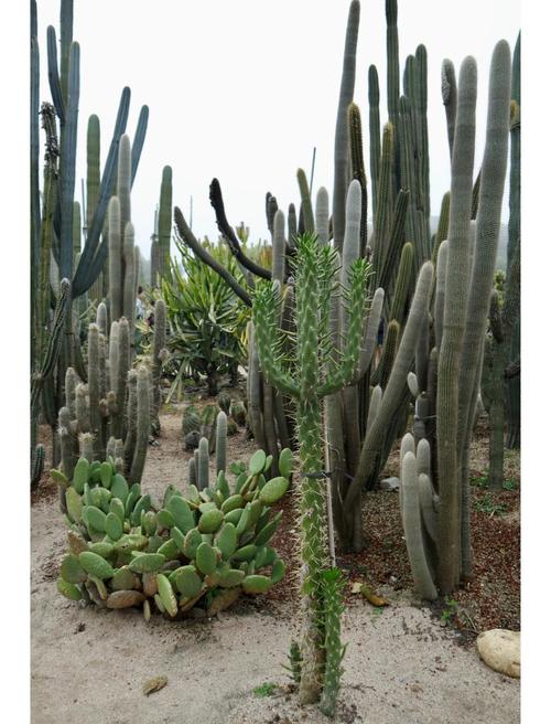 厦门万石植物园怎么玩最尽兴?-第1张图片-星月文旅 厦门万石植物园怎么玩最尽兴?-第1张图片-星月文旅