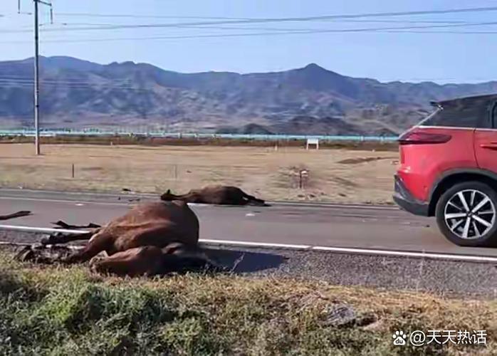 自驾游一家6人亡5人,为何酿成悲剧?-第3张图片-星月文旅 自驾游一家6人亡5人,为何酿成悲剧?-第3张图片-星月文旅