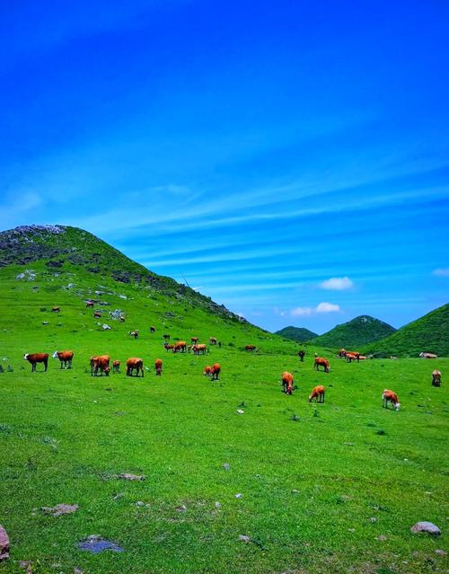 贵州草原旅游景点有哪些?-第1张图片-星月文旅 贵州草原旅游景点有哪些?-第1张图片-星月文旅