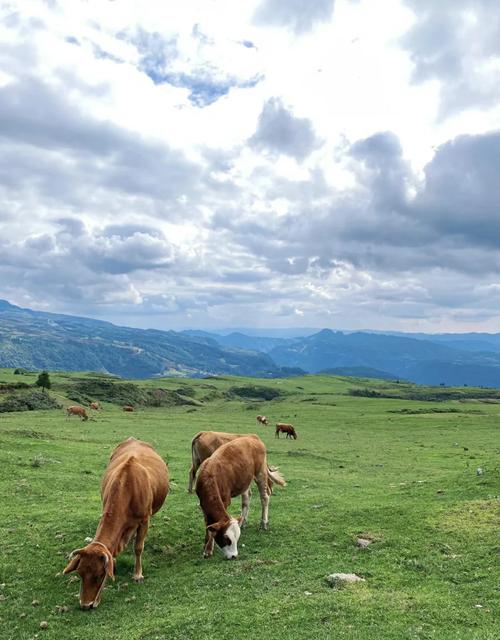 贵州草原旅游景点有哪些?-第3张图片-星月文旅 贵州草原旅游景点有哪些?-第3张图片-星月文旅