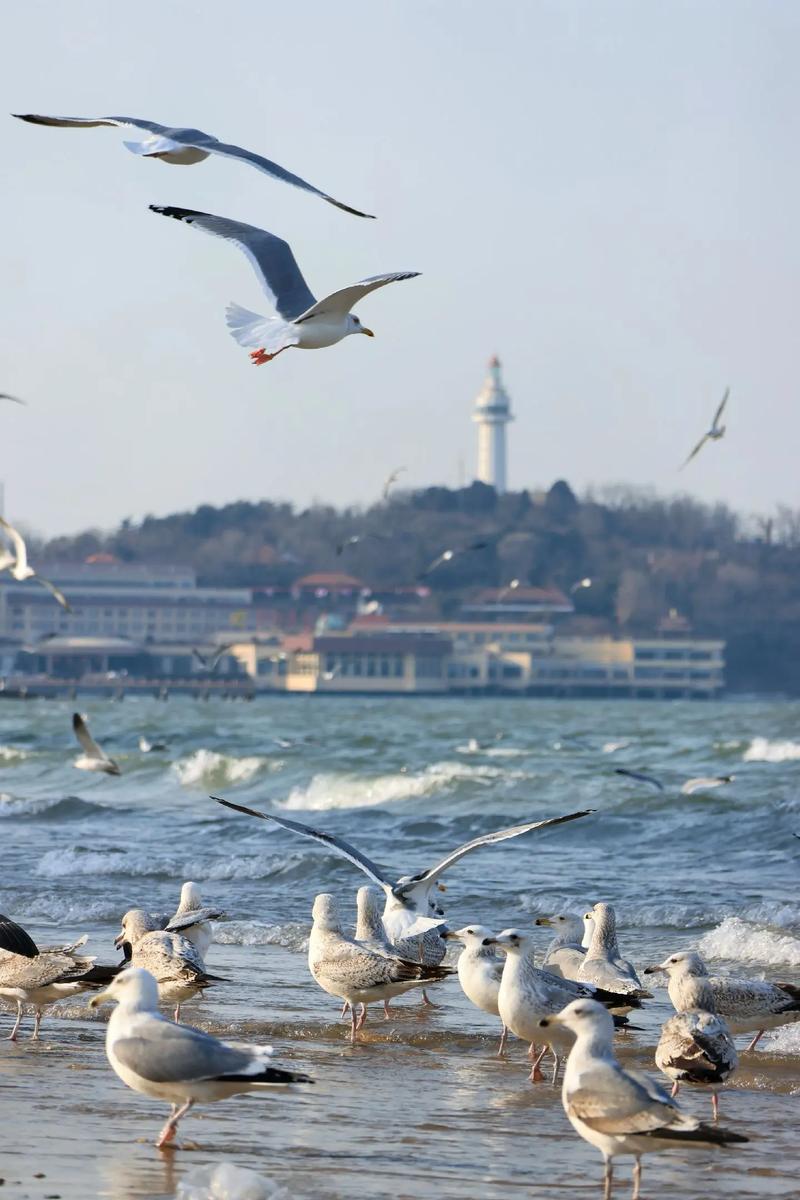 山东哪里能邂逅海鸥?-第1张图片-星月文旅 山东哪里能邂逅海鸥?-第1张图片-星月文旅