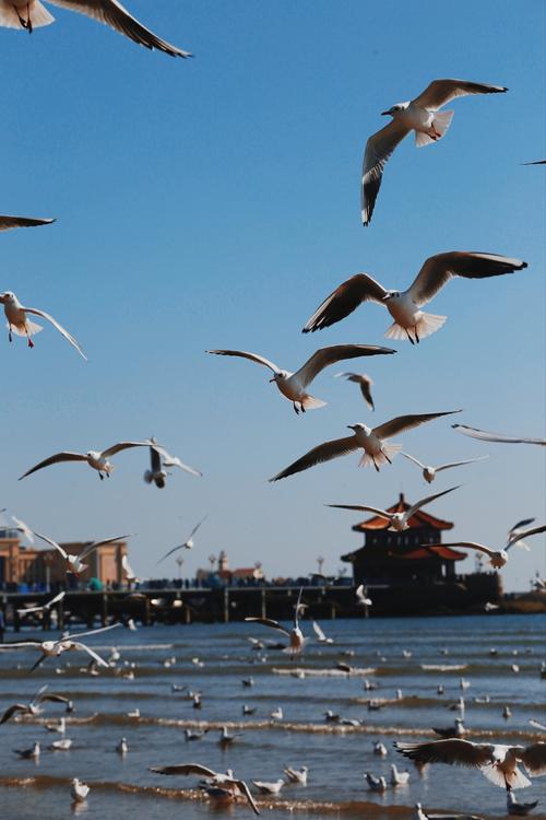 山东哪里能邂逅海鸥?-第2张图片-星月文旅 山东哪里能邂逅海鸥?-第2张图片-星月文旅