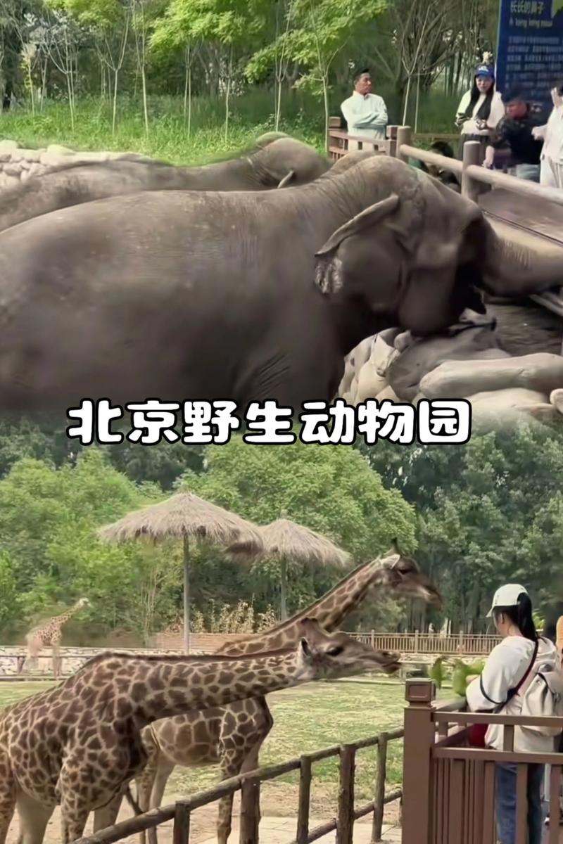 自驾游北京野生动物园怎么玩最尽兴？-第1张图片-星月文旅