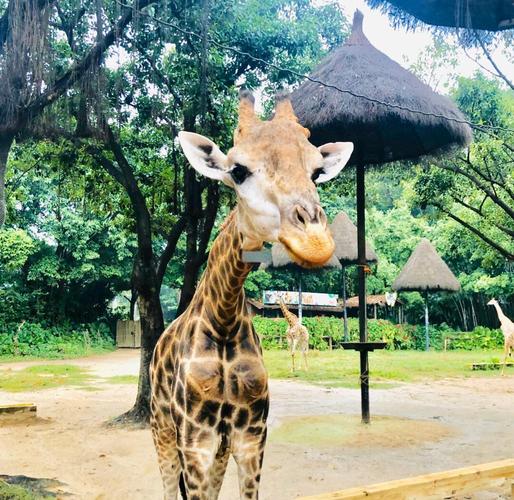 番禺野生动物园自驾游怎么玩最尽兴？-第2张图片-星月文旅