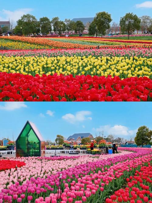 江苏有哪些值得一去的花海景点?-第3张图片-星月文旅 江苏有哪些值得一去的花海景点?-第3张图片-星月文旅