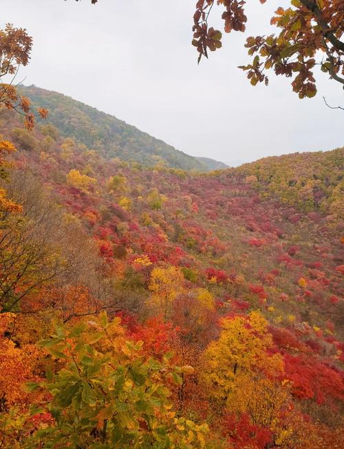 辽宁哪里赏枫叶好？-第1张图片-星月文旅