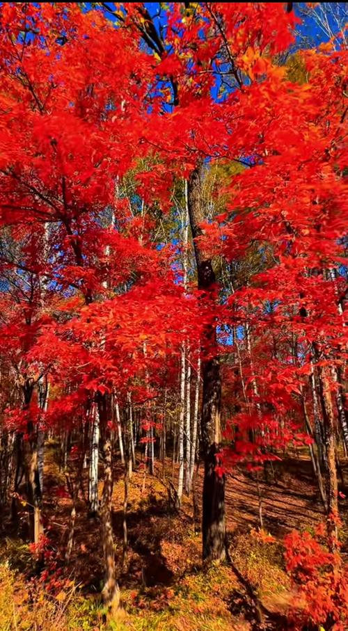 辽宁哪里赏枫叶好？-第2张图片-星月文旅