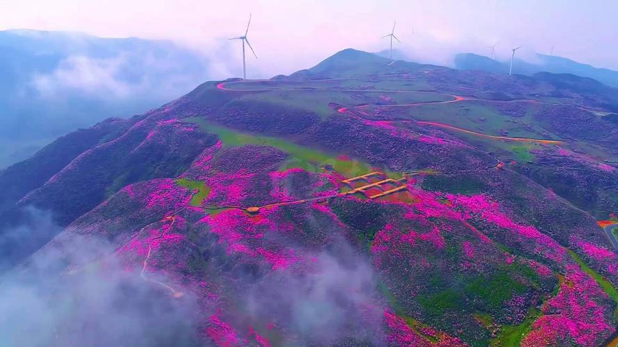 百里杜鹃草原自驾游怎么玩最尽兴？-第1张图片-星月文旅