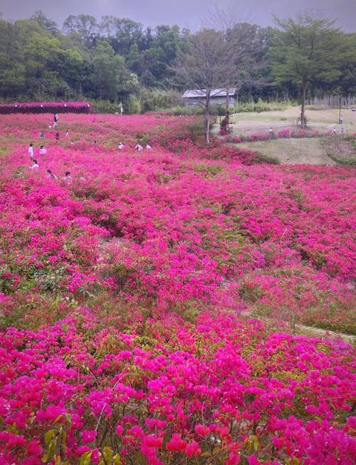 深圳有哪些绝美花海景点推荐?-第1张图片-星月文旅 深圳有哪些绝美花海景点推荐?-第1张图片-星月文旅